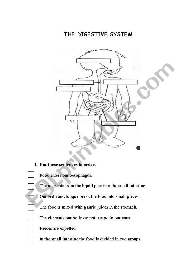 Save 85 Digestive System Labeling Worksheets 44