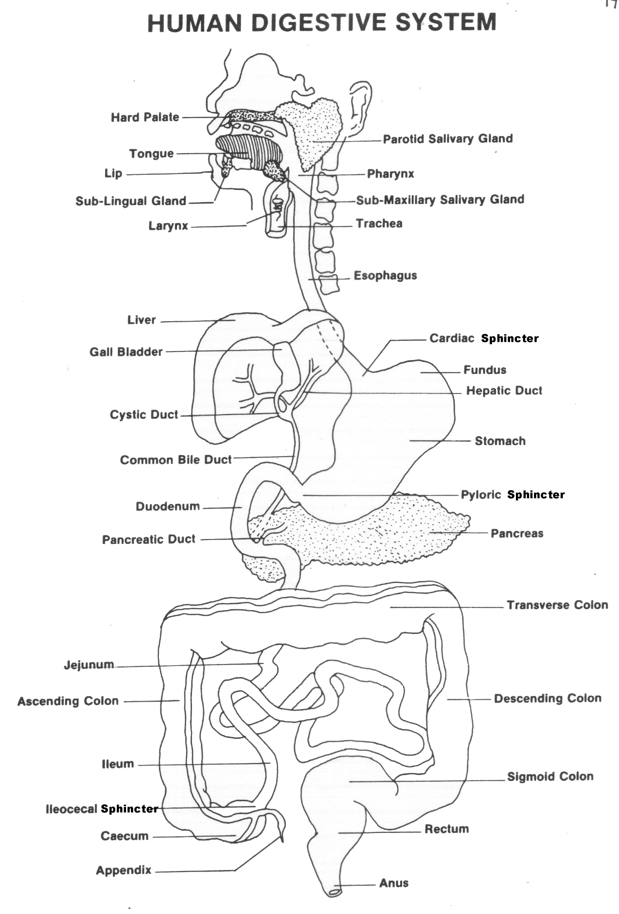 Save 85 Digestive System Labeling Worksheets 46