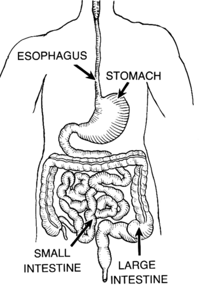 Save 85 Digestive System Labeling Worksheets 48