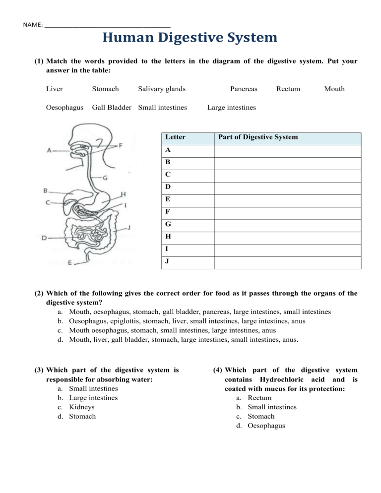 Save 85 Digestive System Labeling Worksheets 5