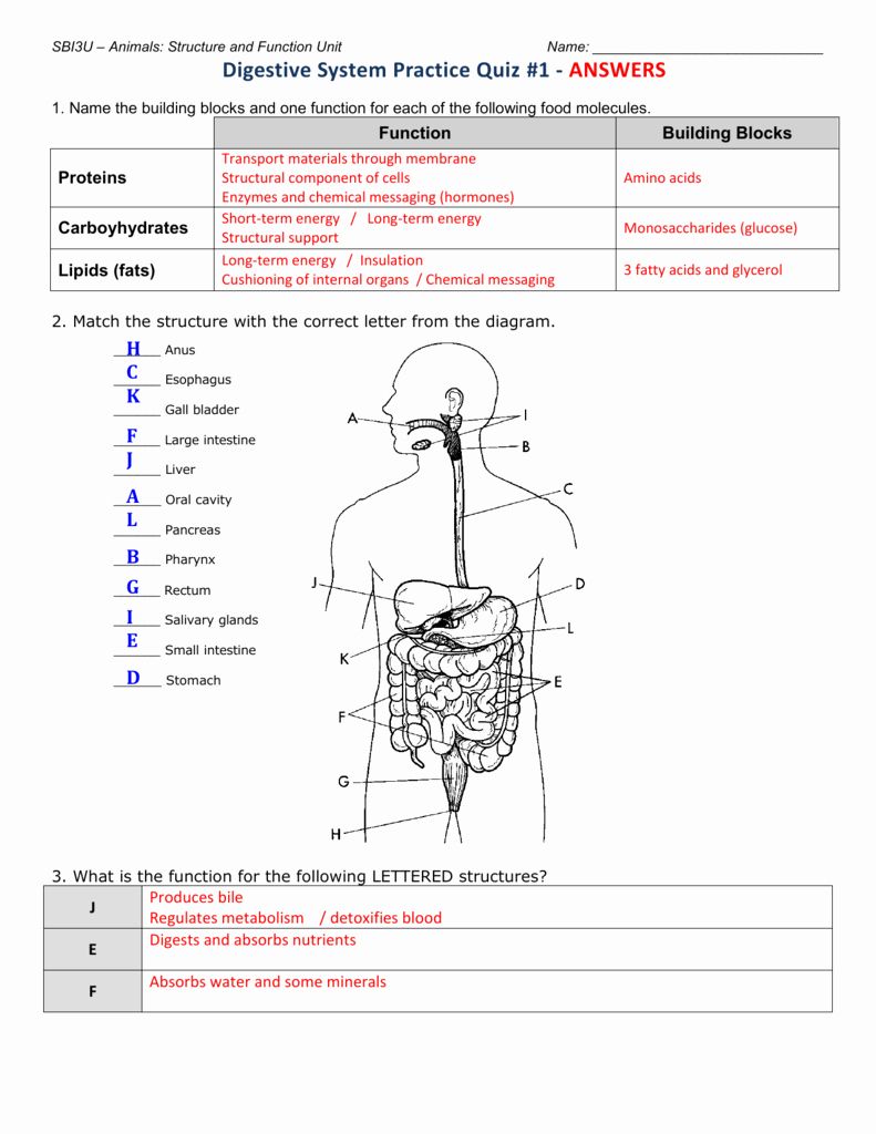 Save 85 Digestive System Labeling Worksheets 50