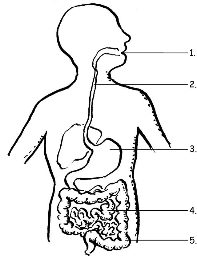 Save 85 Digestive System Labeling Worksheets 54