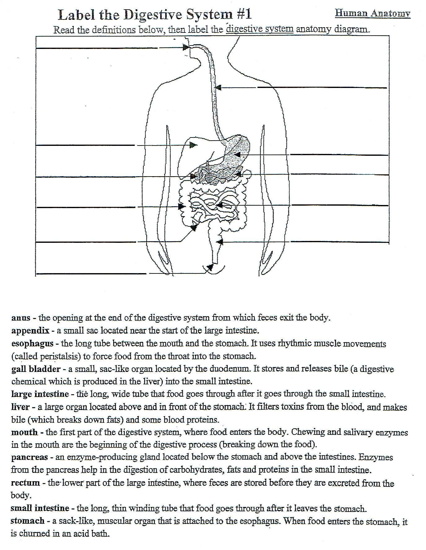 Save 85 Digestive System Labeling Worksheets 57