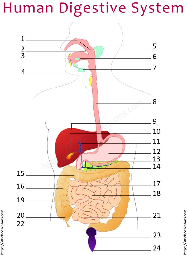 Save 85 Digestive System Labeling Worksheets 58