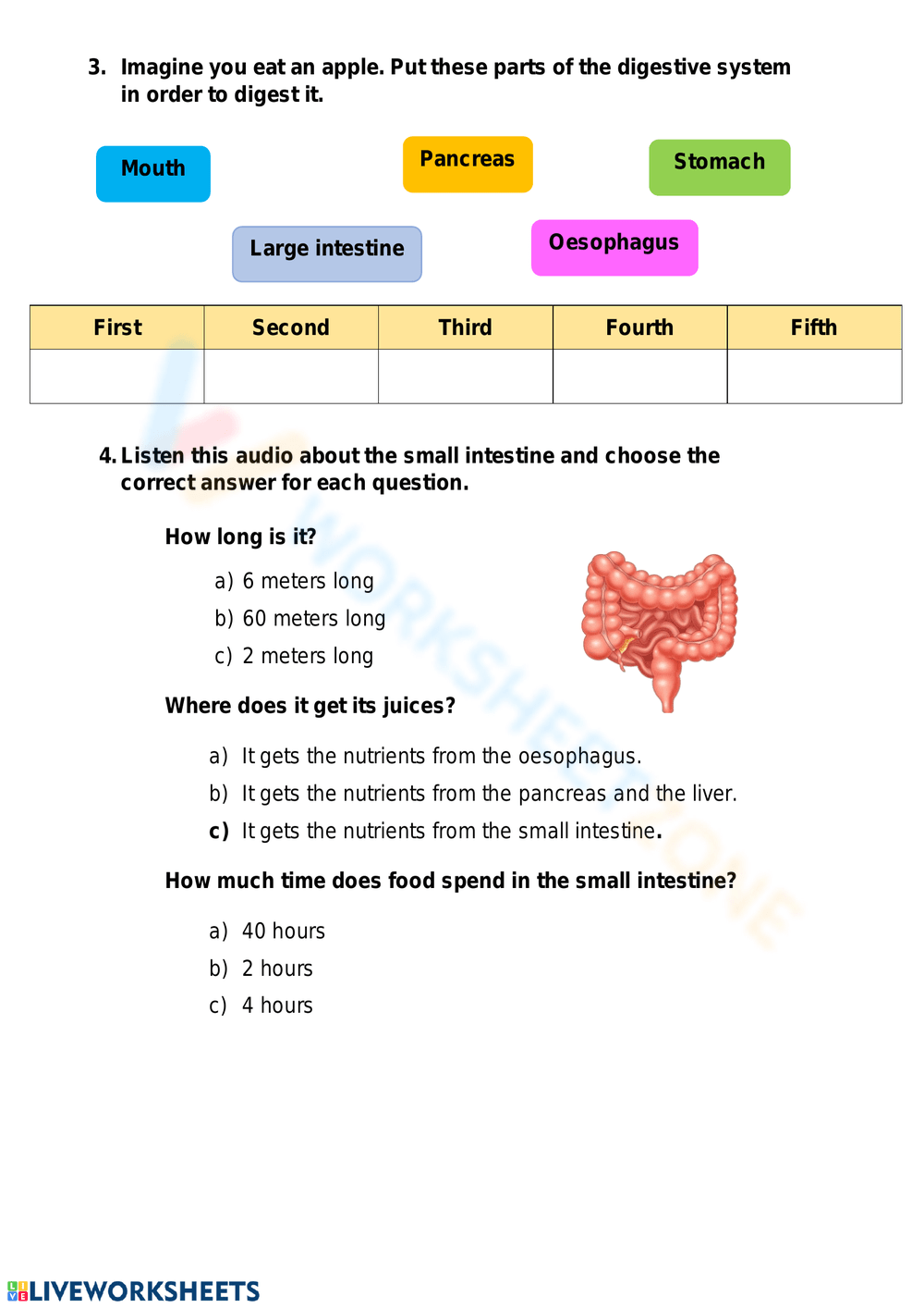 Save 85 Digestive System Labeling Worksheets 59