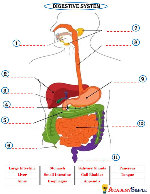 Save 85 Digestive System Labeling Worksheets 6