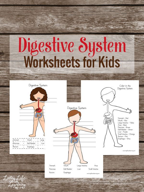 Save 85 Digestive System Labeling Worksheets 60