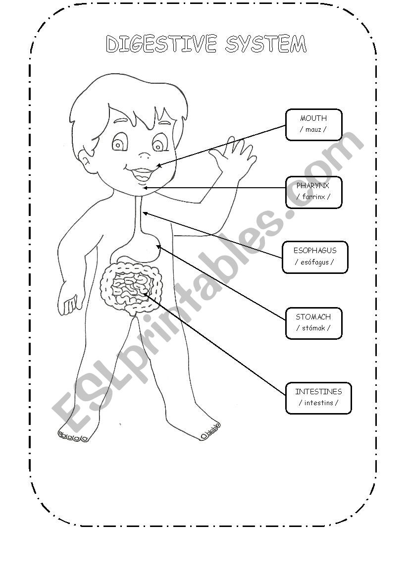 Save 85 Digestive System Labeling Worksheets 64