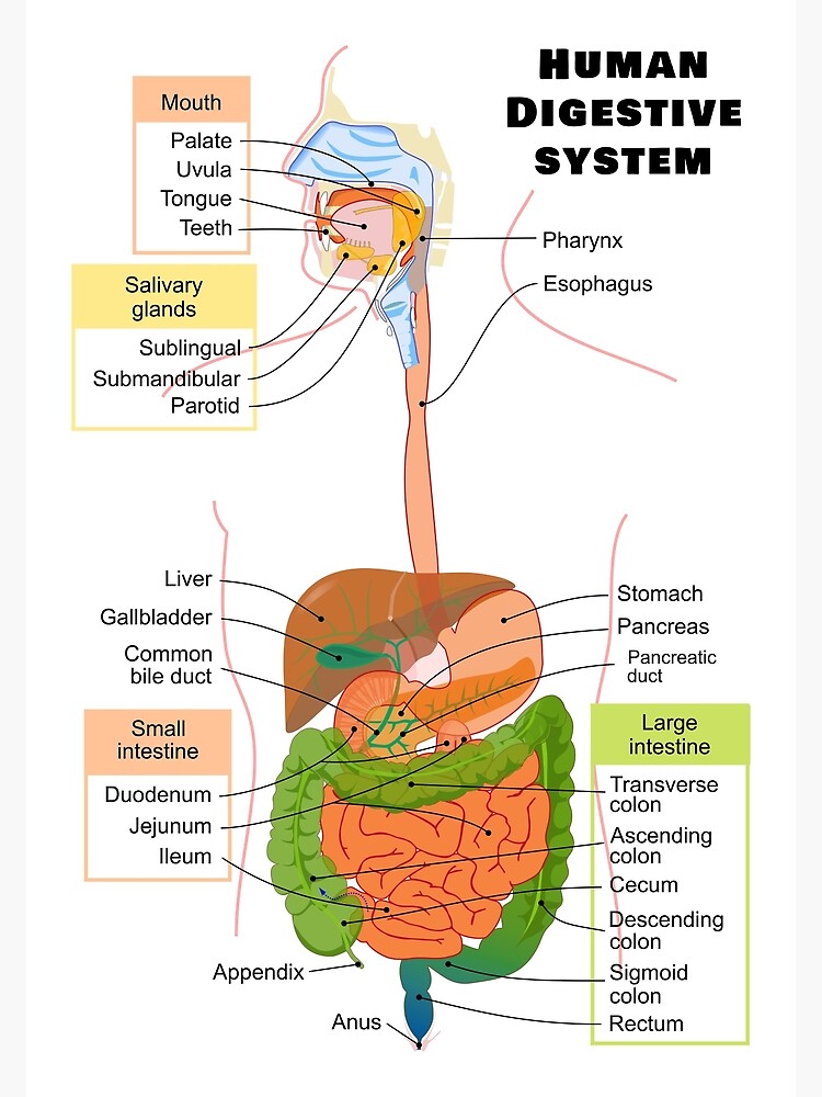 Save 85 Digestive System Labeling Worksheets 65