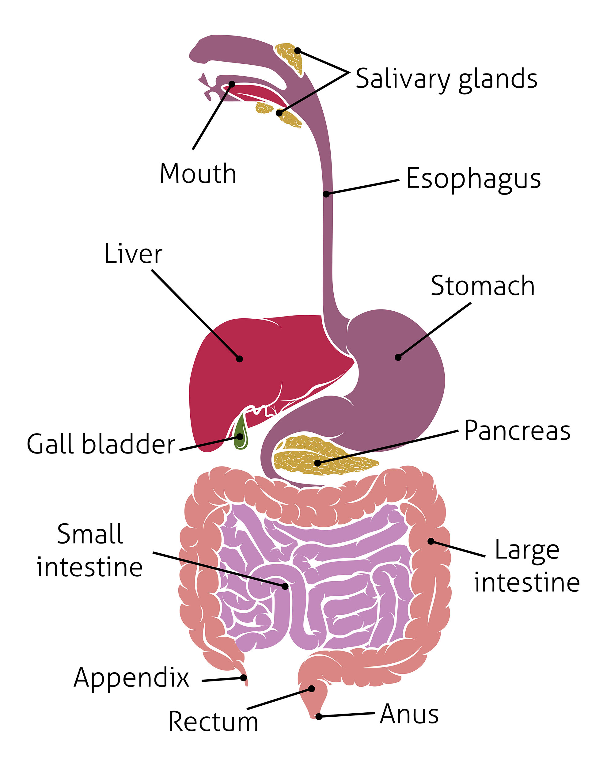 Save 85 Digestive System Labeling Worksheets 66