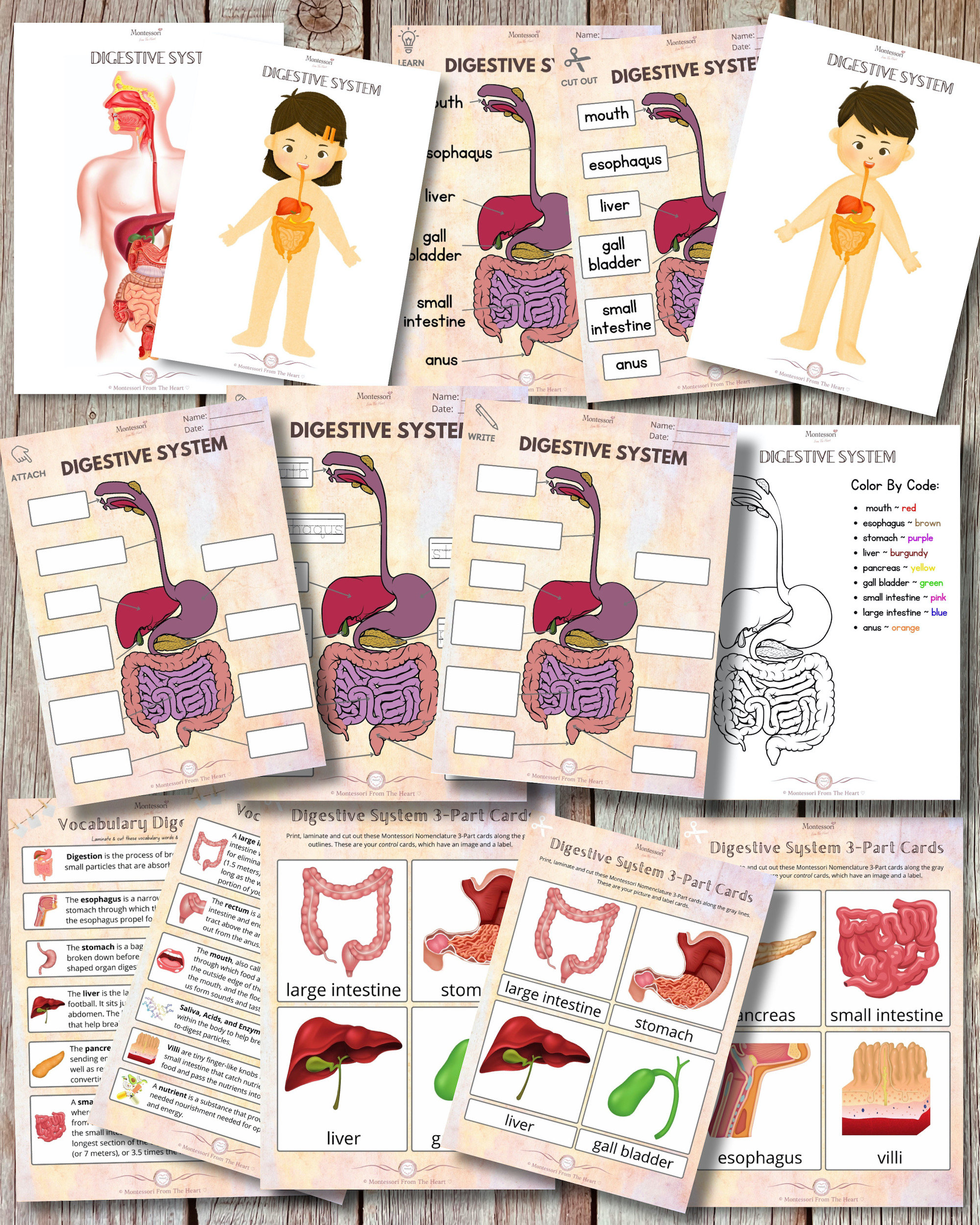 Save 85 Digestive System Labeling Worksheets 67