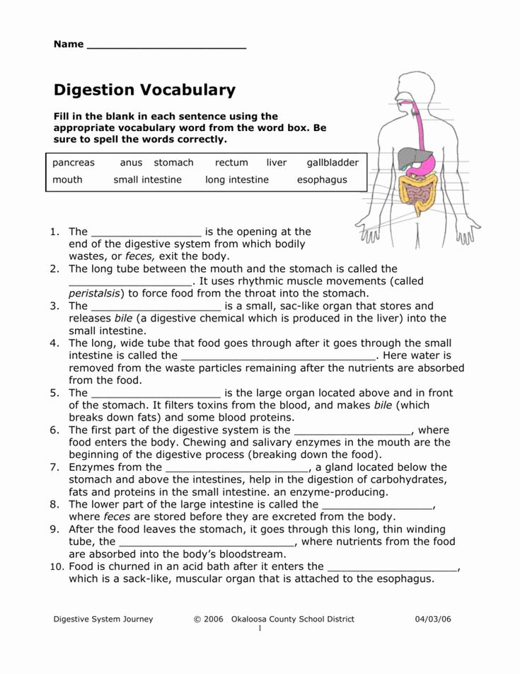 Save 85 Digestive System Labeling Worksheets 68