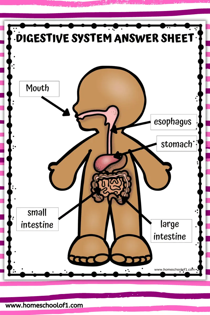 Save 85 Digestive System Labeling Worksheets 7