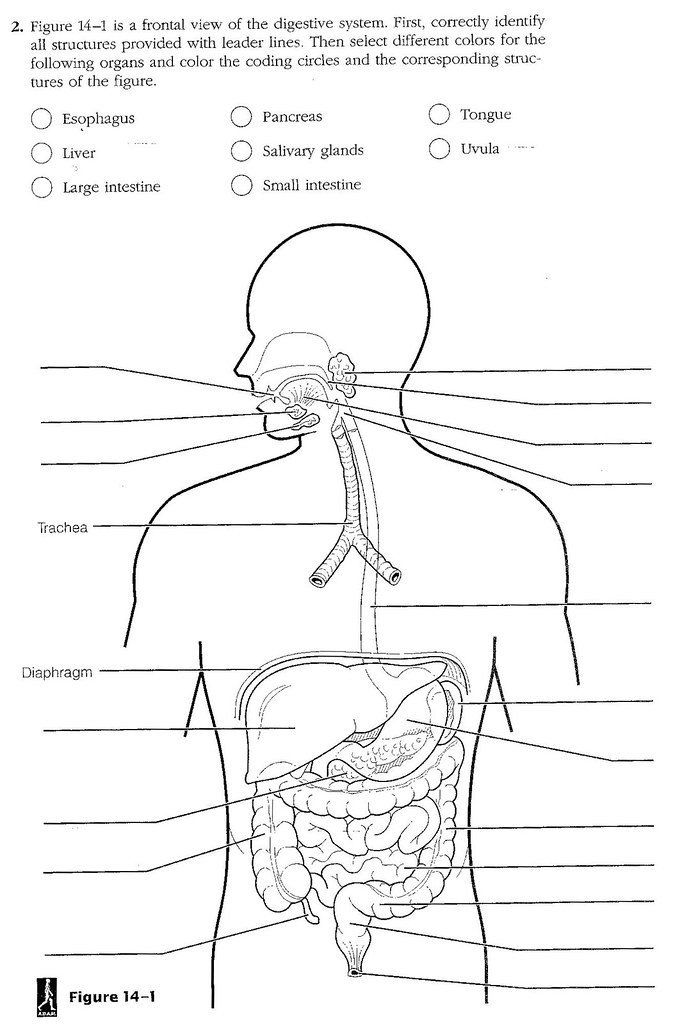 Save 85 Digestive System Labeling Worksheets 72