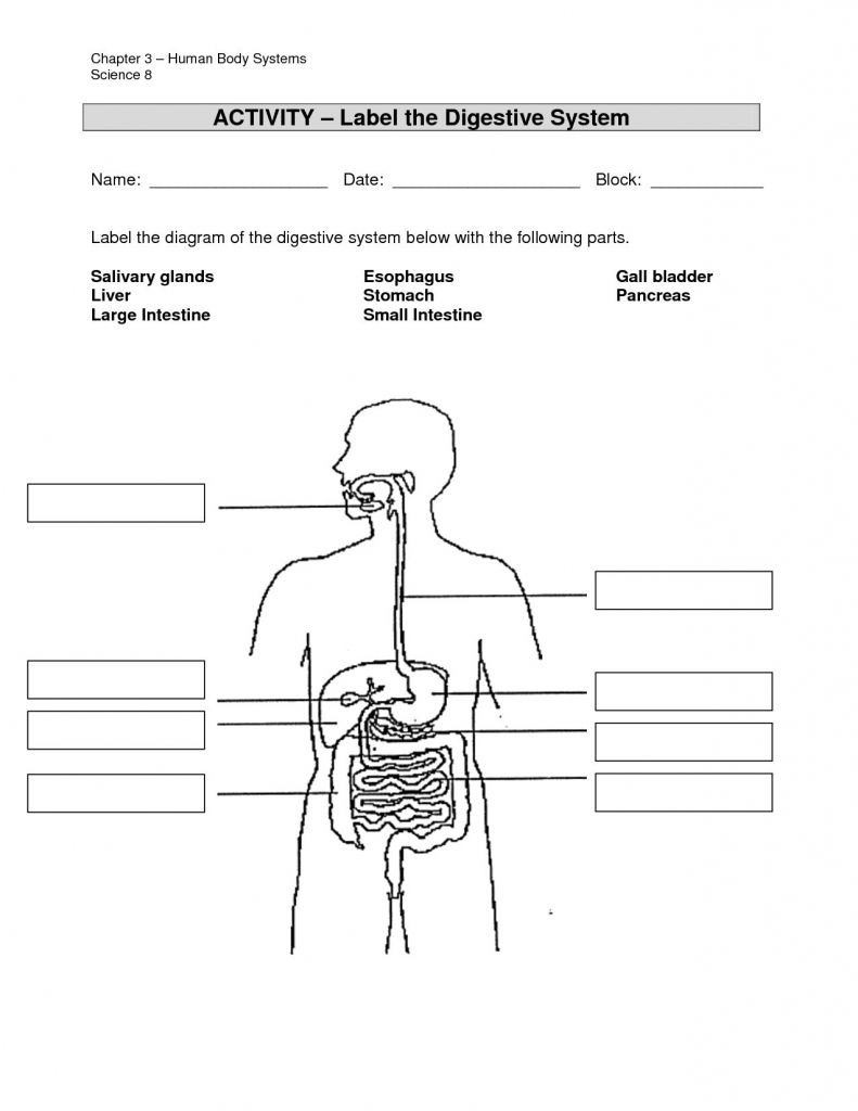 Save 85 Digestive System Labeling Worksheets 73