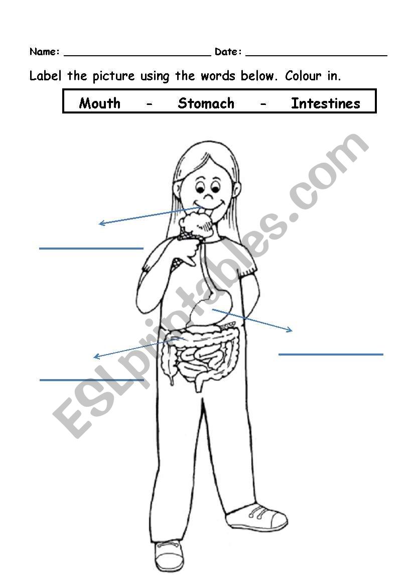 Save 85 Digestive System Labeling Worksheets 77