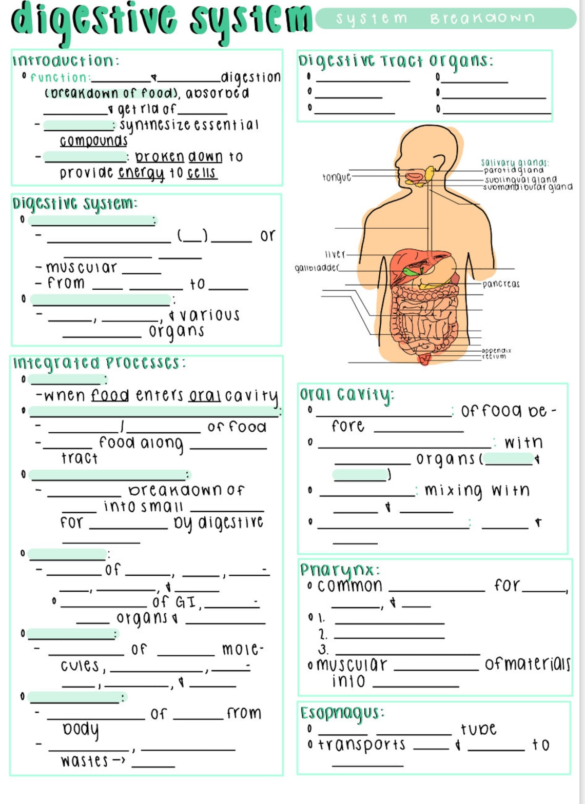 Save 85 Digestive System Labeling Worksheets 78