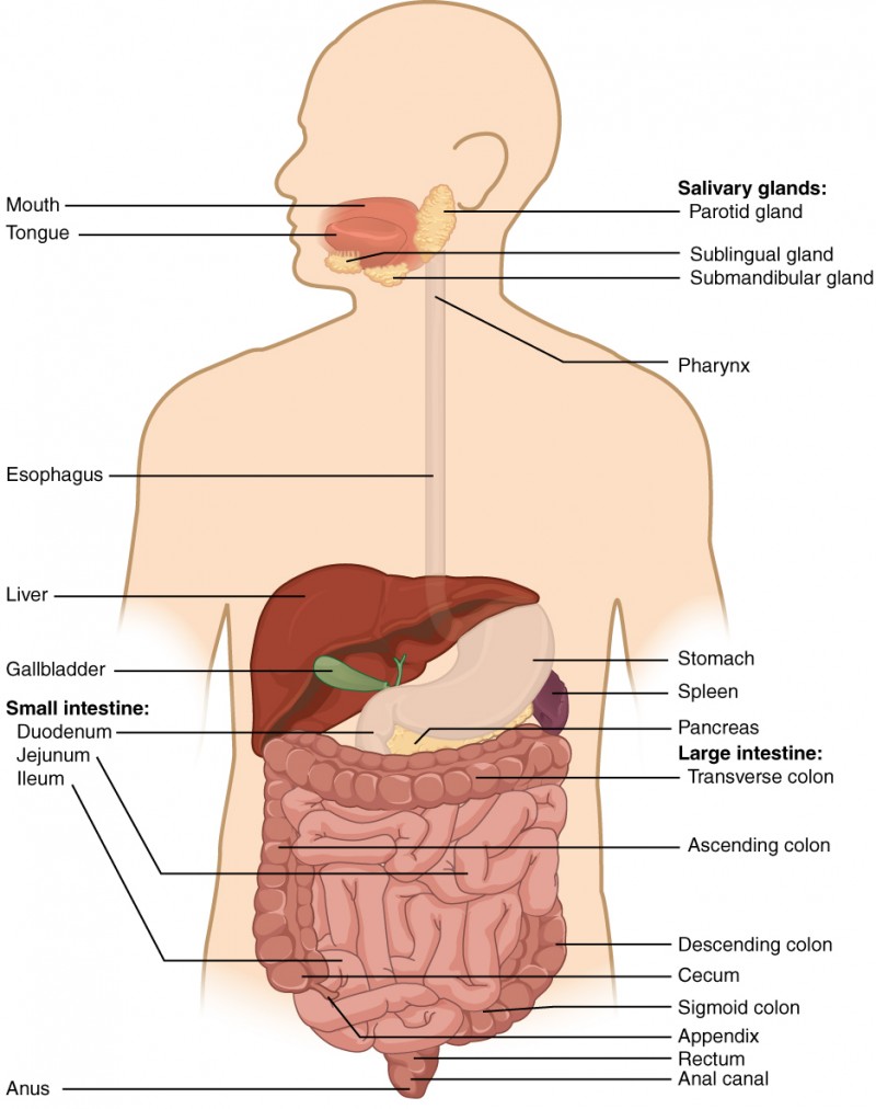 Save 85 Digestive System Labeling Worksheets 8