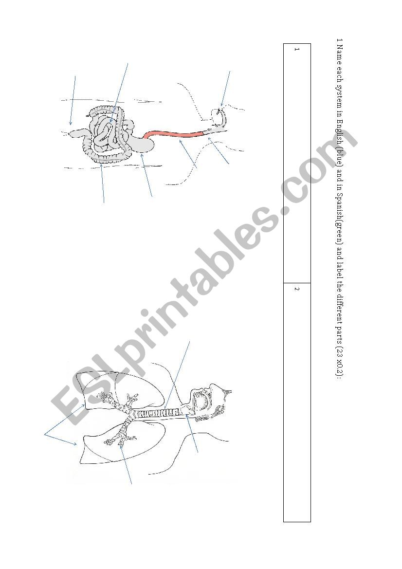 Save 85 Digestive System Labeling Worksheets 80