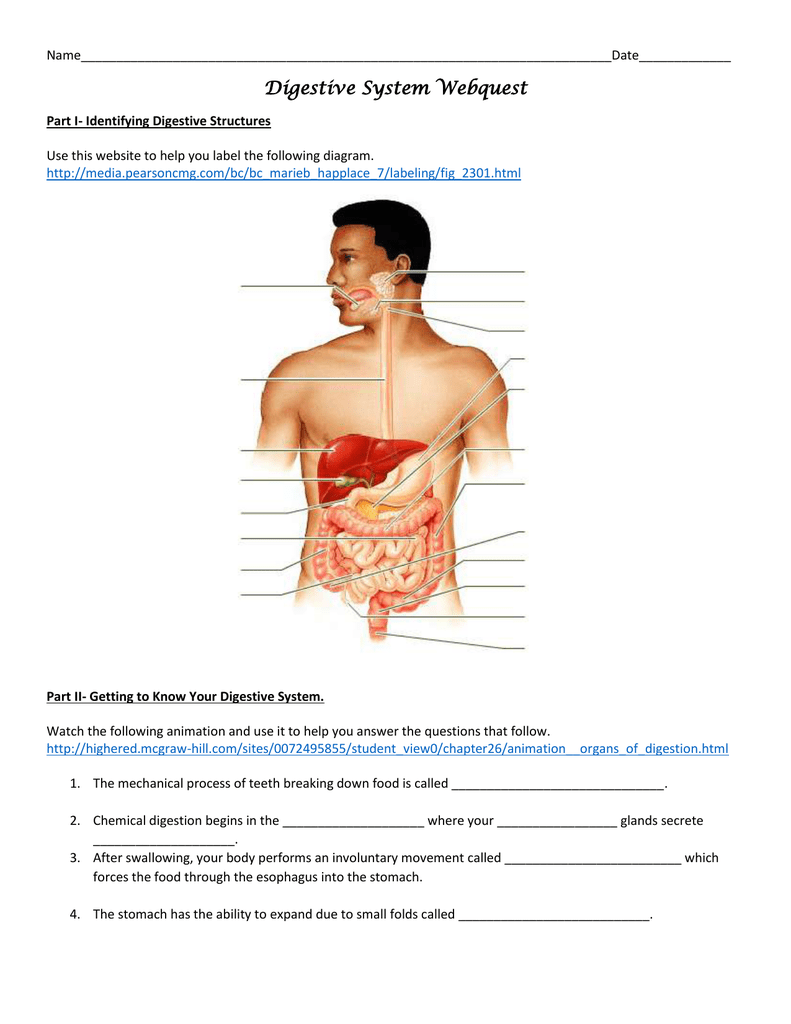 Save 85 Digestive System Labeling Worksheets 82