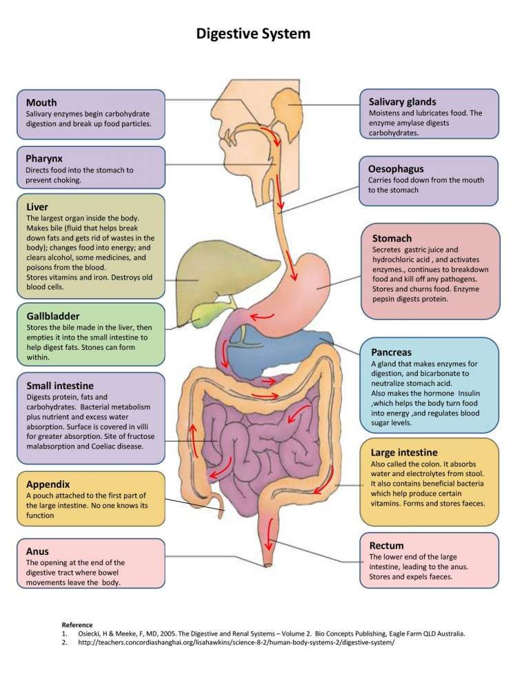 Save 85 Digestive System Labeling Worksheets 83