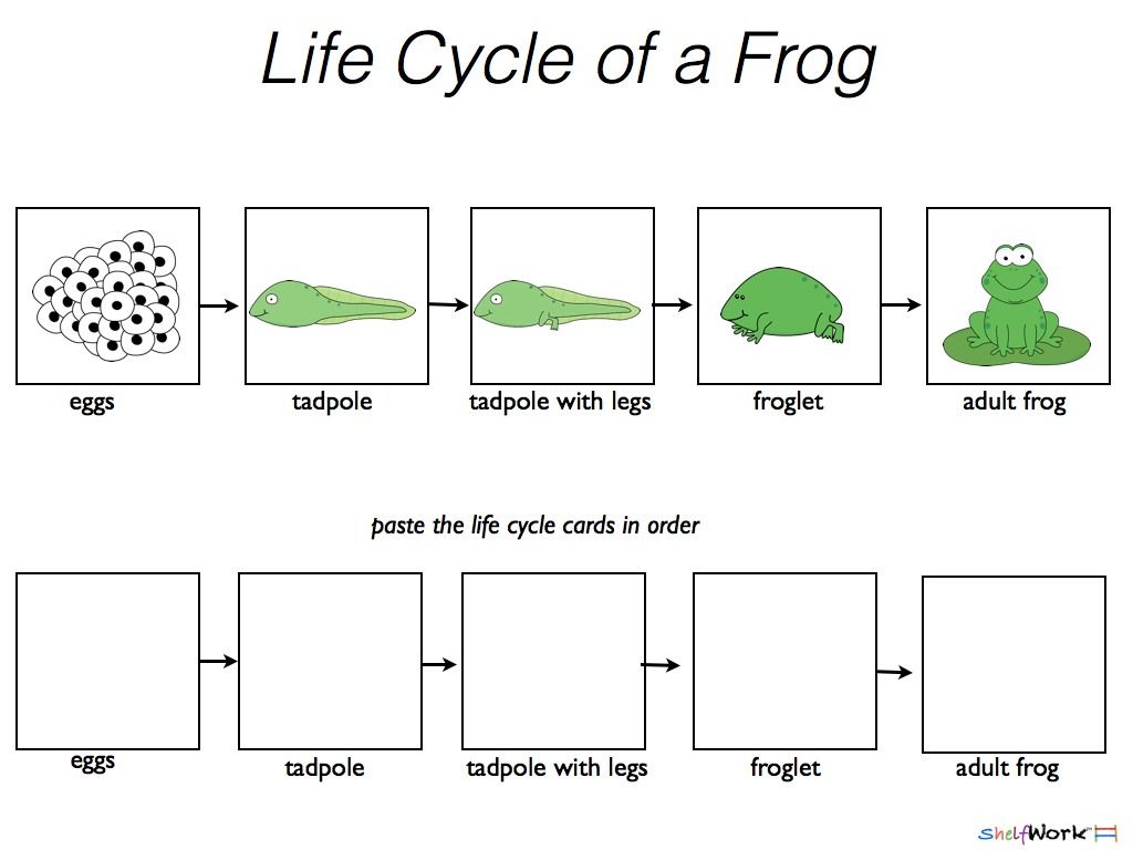 Best 45 Kindergarten Science Worksheets Ideas 13