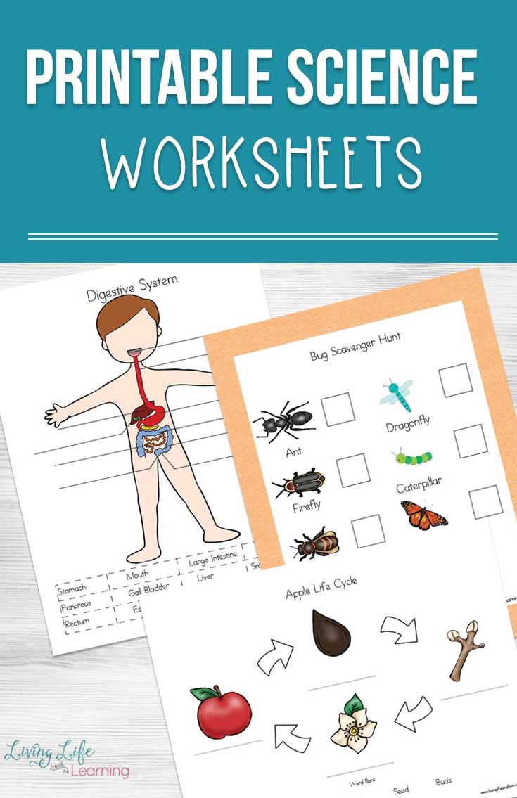 Best 45 Kindergarten Science Worksheets Ideas 9