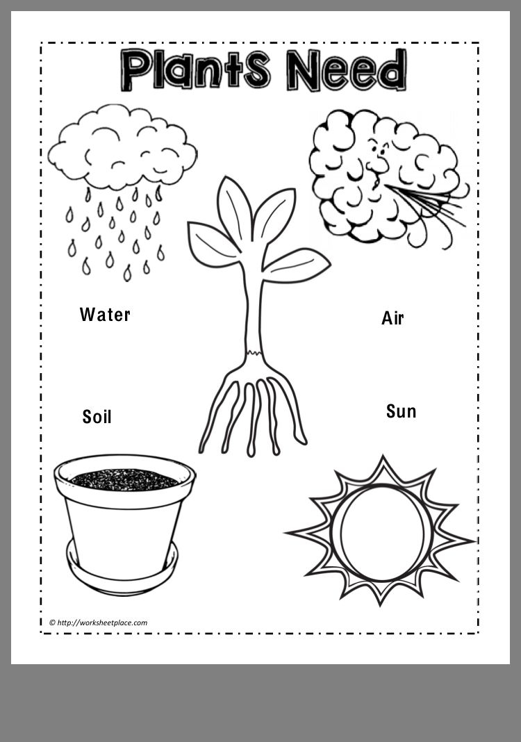 30 Printable Worksheets For Kindergarten Science