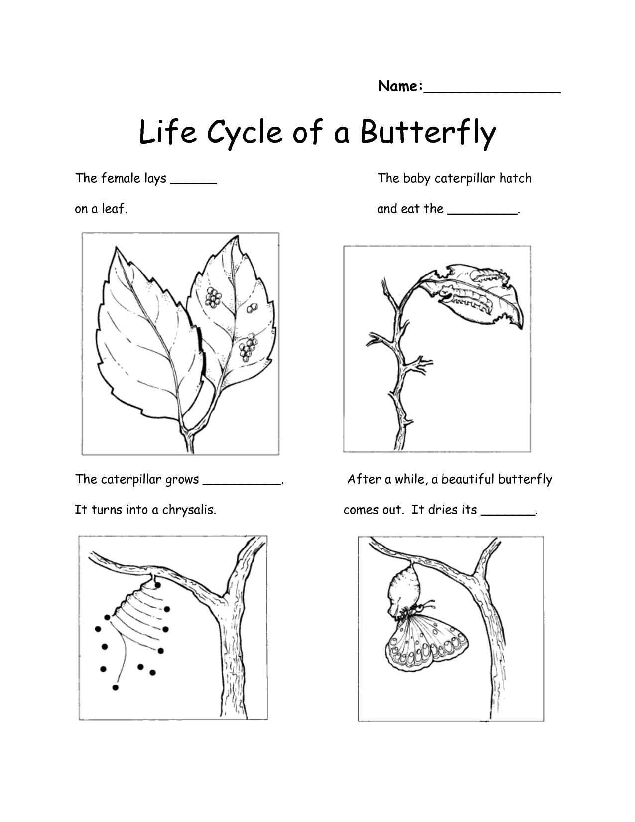 30 Printable Worksheets For Kindergarten Science