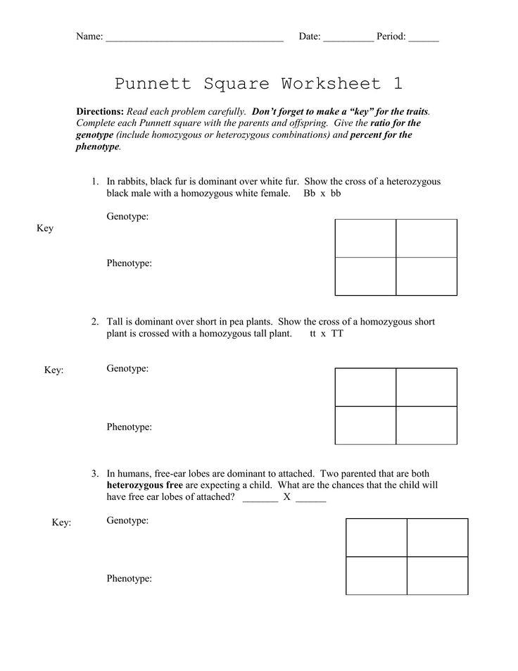 30 Punnett Square Practice Worksheet