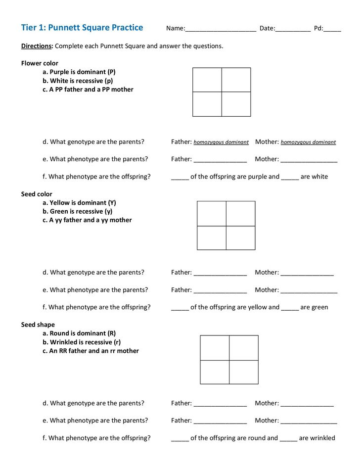 30 Punnett Square Practice Worksheet