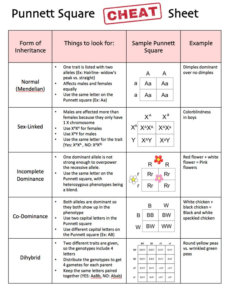 30 Punnett Square Practice Worksheet