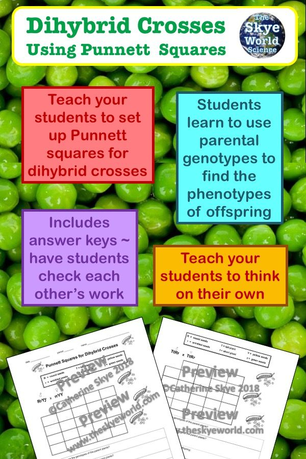 30 Punnett Square Practice Worksheet