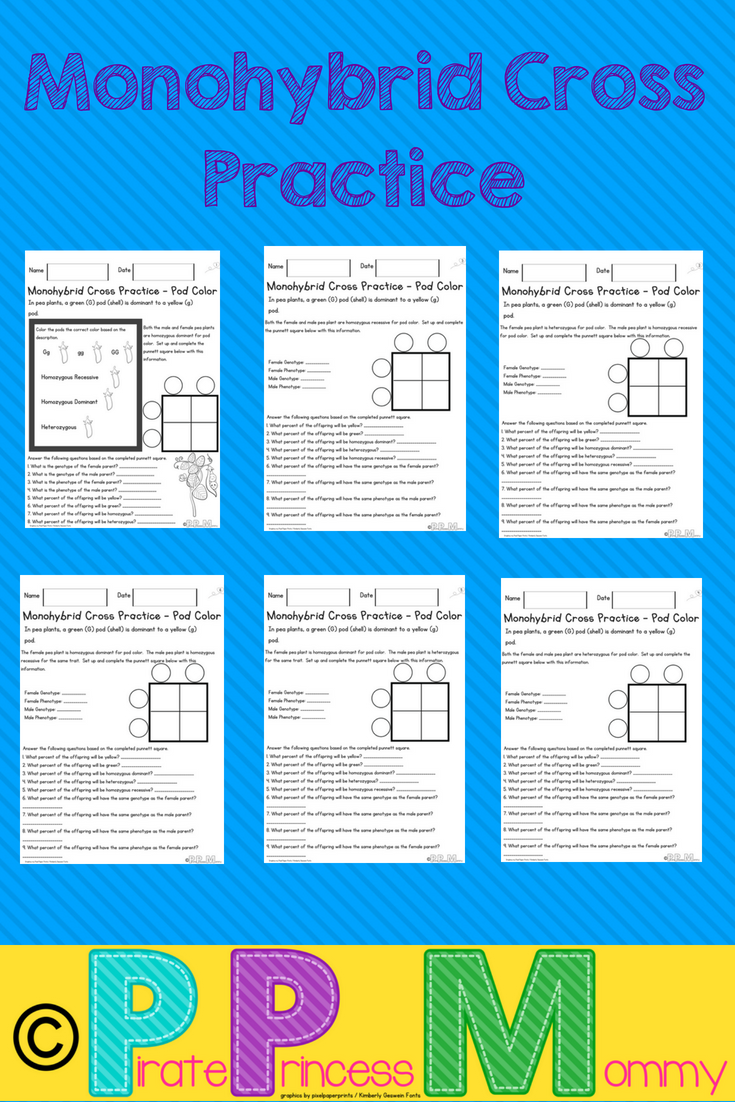 30 Punnett Square Practice Worksheet