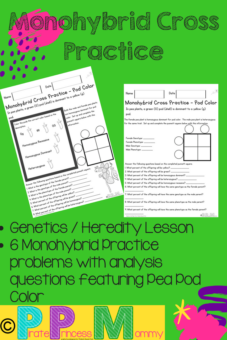 30 Punnett Square Practice Worksheet