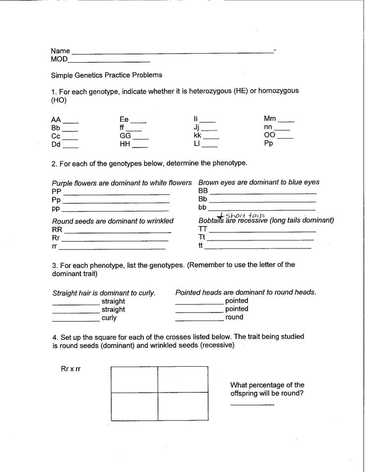 30 Punnett Square Practice Worksheet