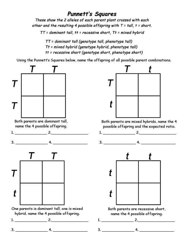 30 Punnett Square Practice Worksheet