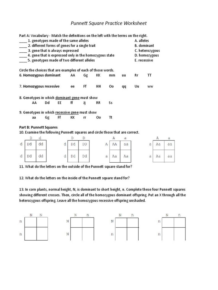 30 Punnett Square Practice Worksheet