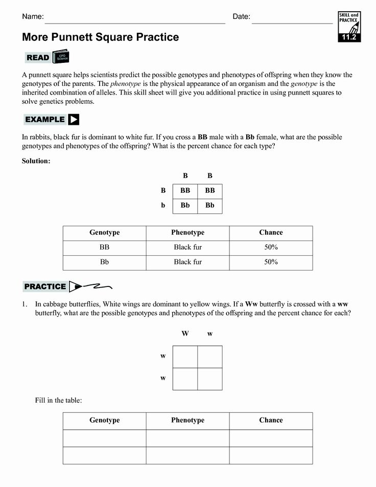 30 Punnett Square Practice Worksheet