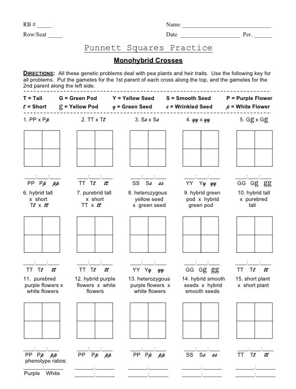 30 Punnett Square Practice Worksheet