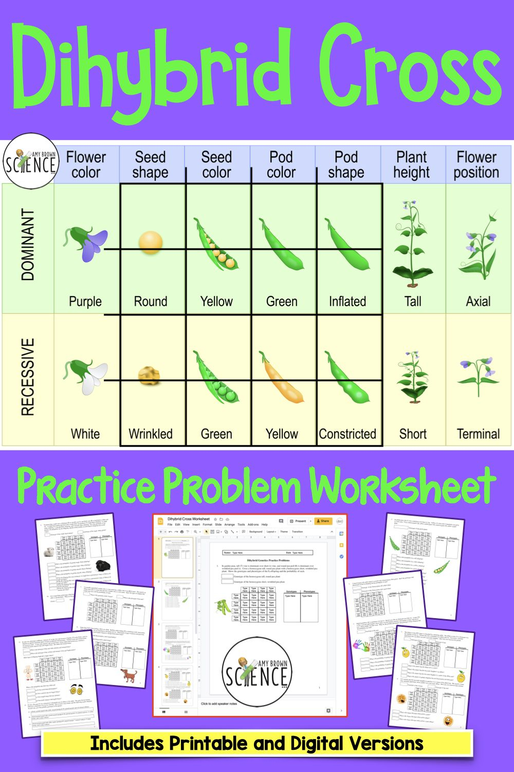 30 Punnett Square Practice Worksheet