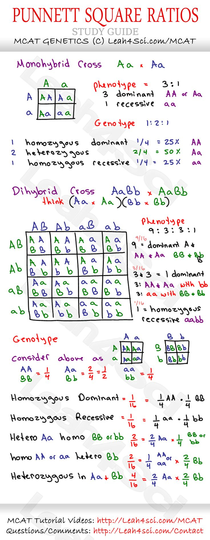 30 Punnett Square Practice Worksheet