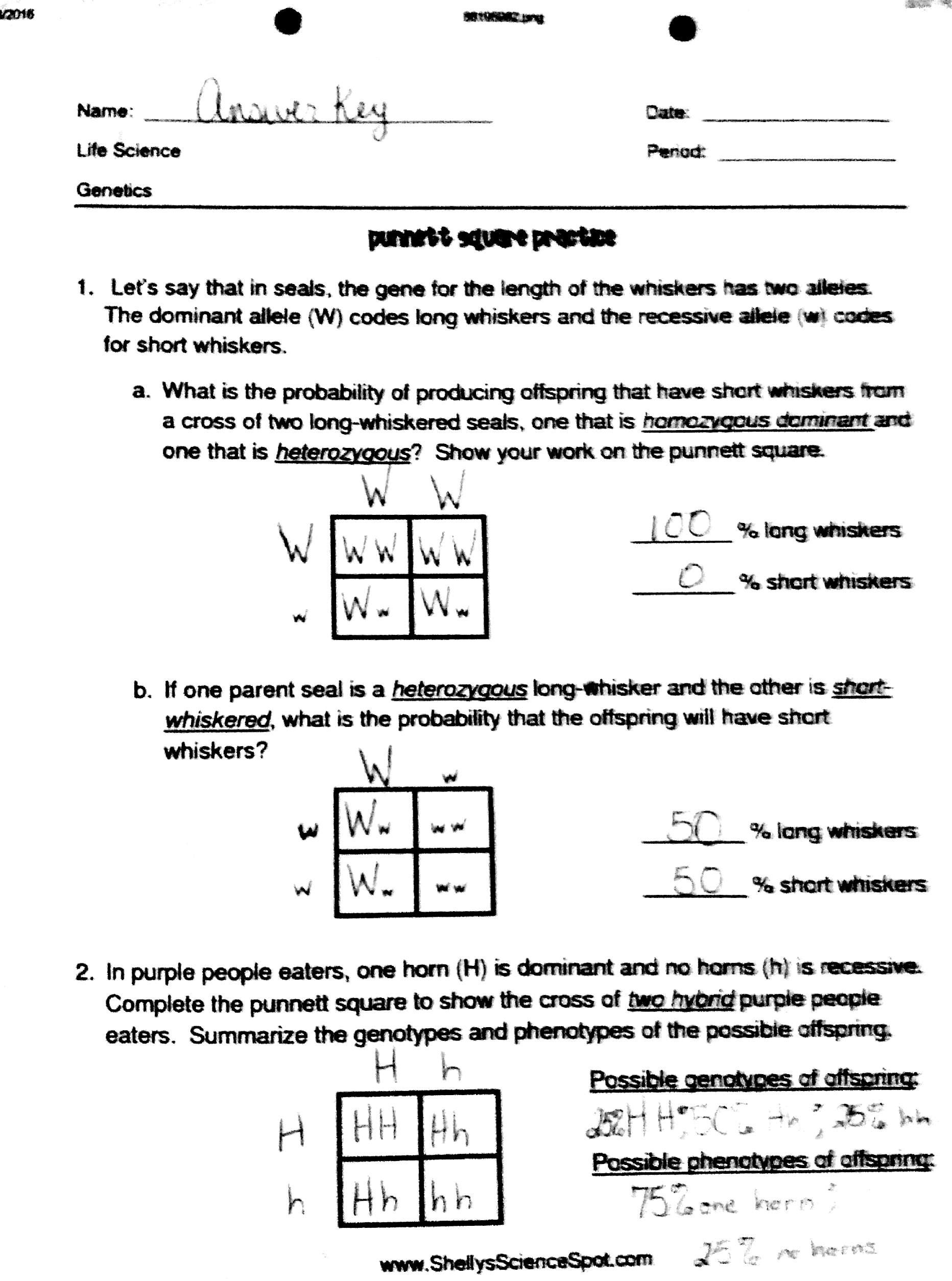 30 Punnett Square Practice Worksheet