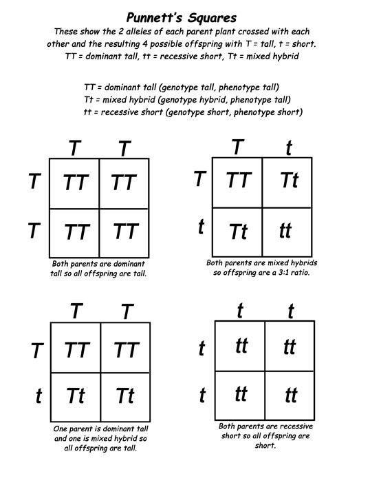 30 Punnett Square Practice Worksheet