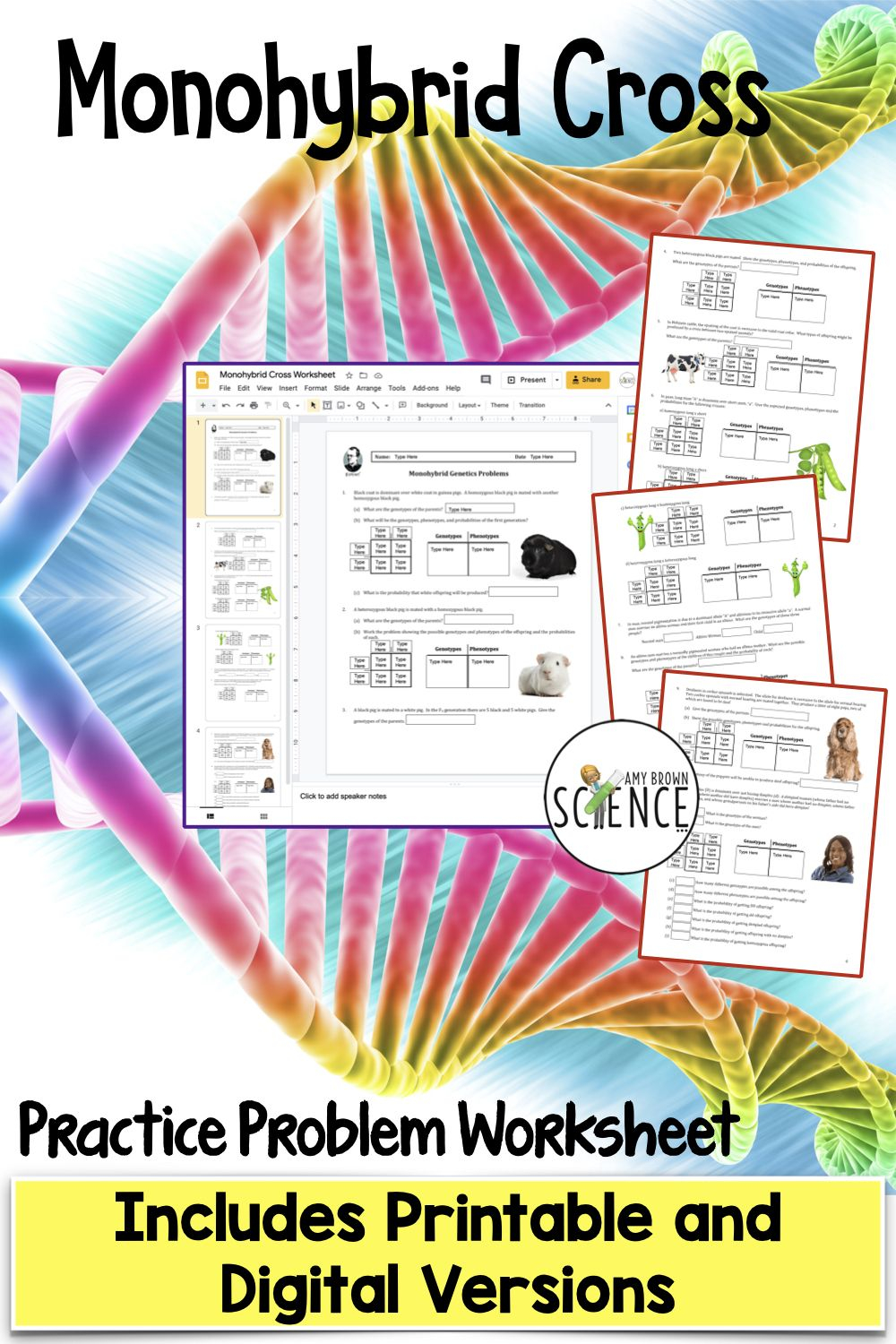 30 Punnett Square Practice Worksheet