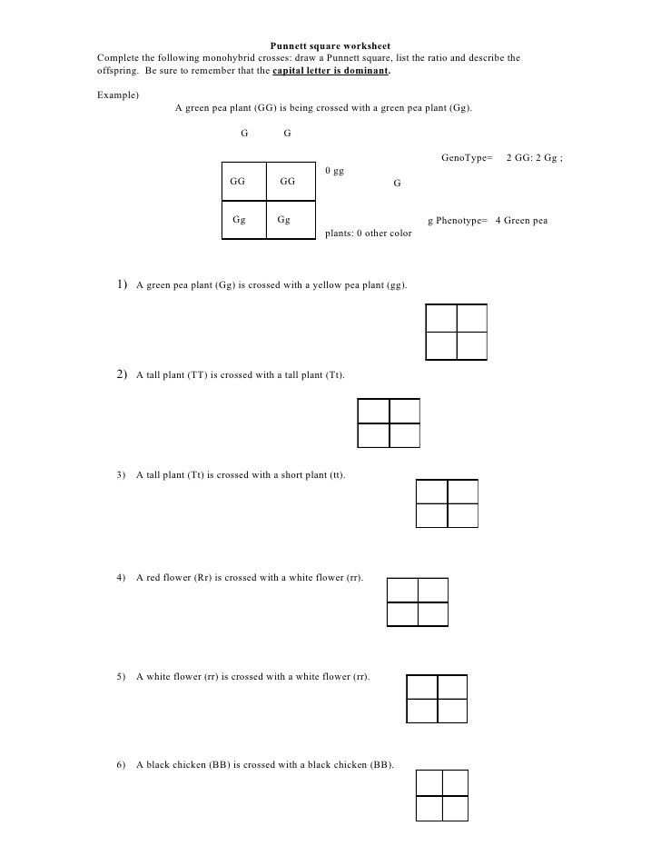 30 Punnett Square Practice Worksheet