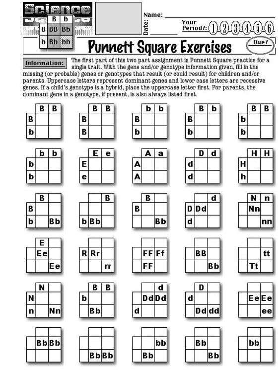 30 Punnett Square Practice Worksheet