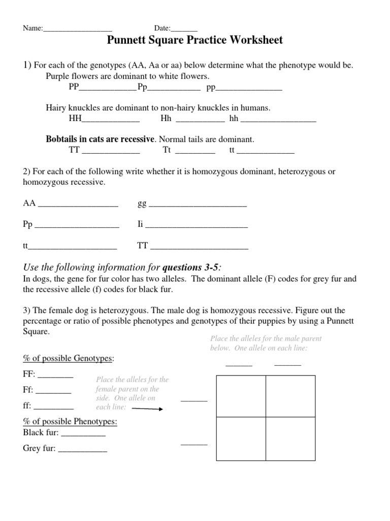 30 Punnett Square Practice Worksheet