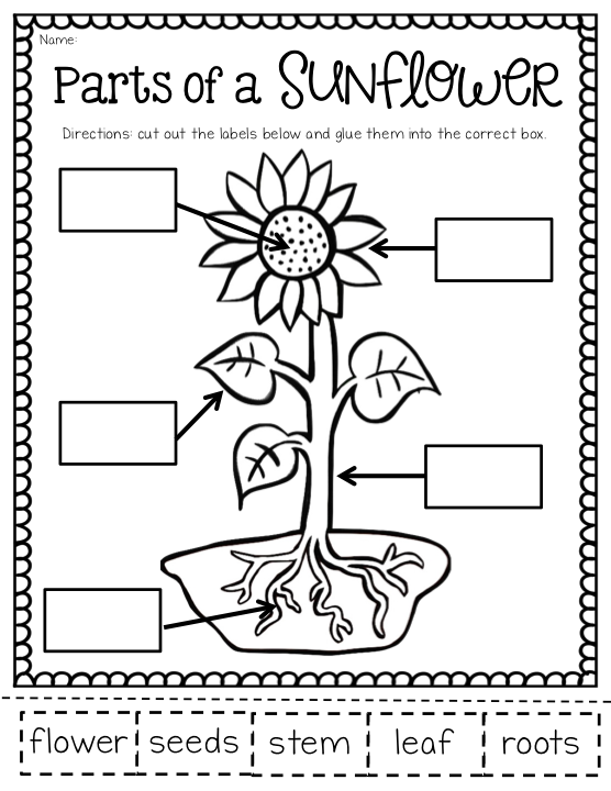 30 Science Worksheets For 1St Grade