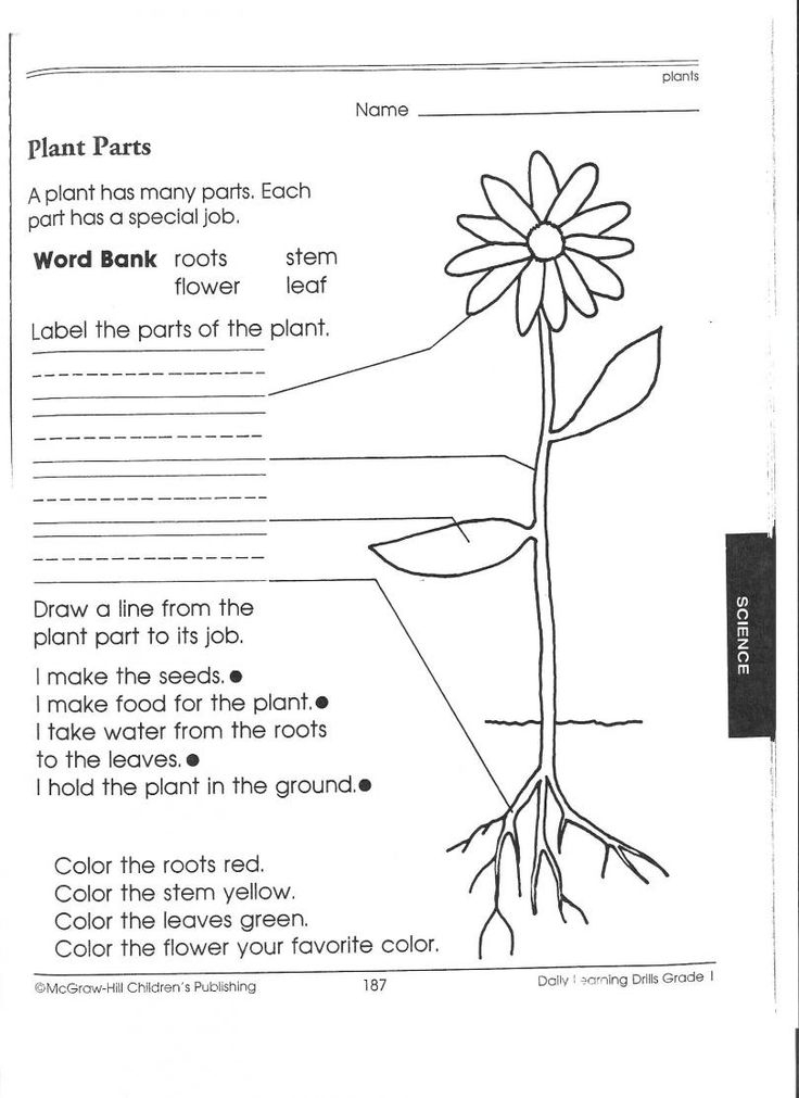30 Science Worksheets For 1St Grade